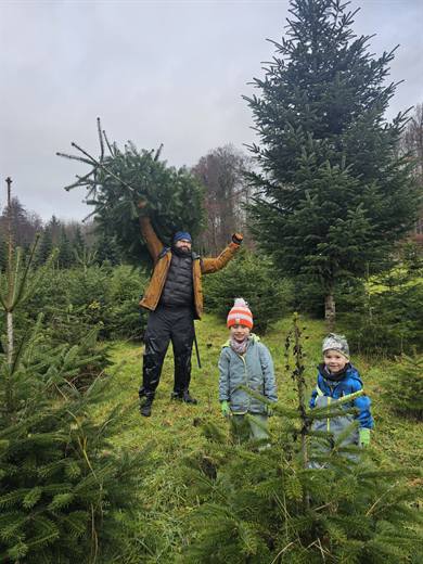 Mission Christbaum: die Säge ist gezückt, Koa und Nelo begutachten die Kandidaten im Tannenfeld